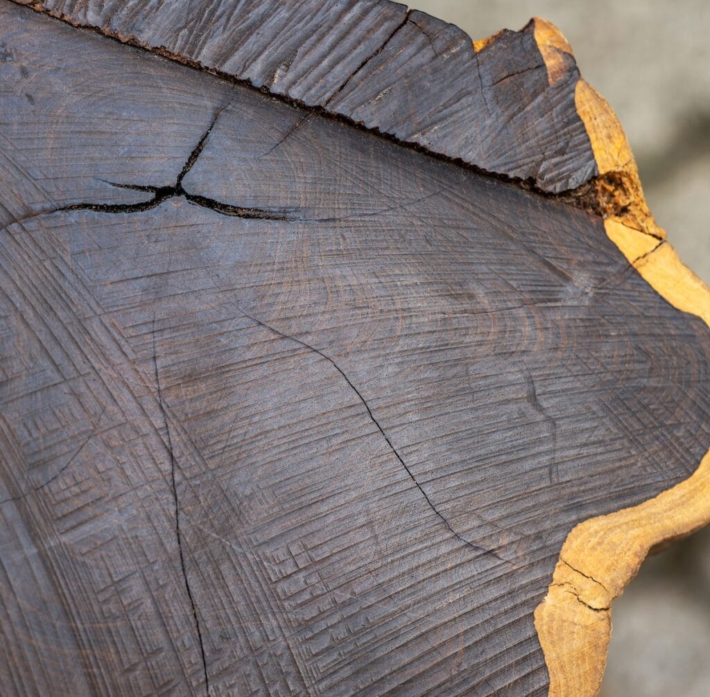 A cross-section of Black Ebony Hardwood, one of the hardest woods in the world.
