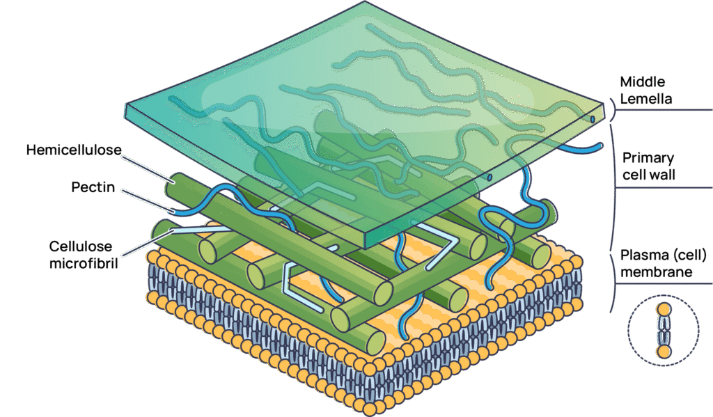 A cut down vertical view of wood cells