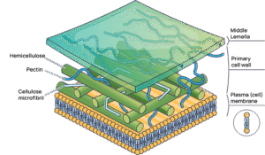 What is wood made of anyway? And why is it so good for building stuff ...
