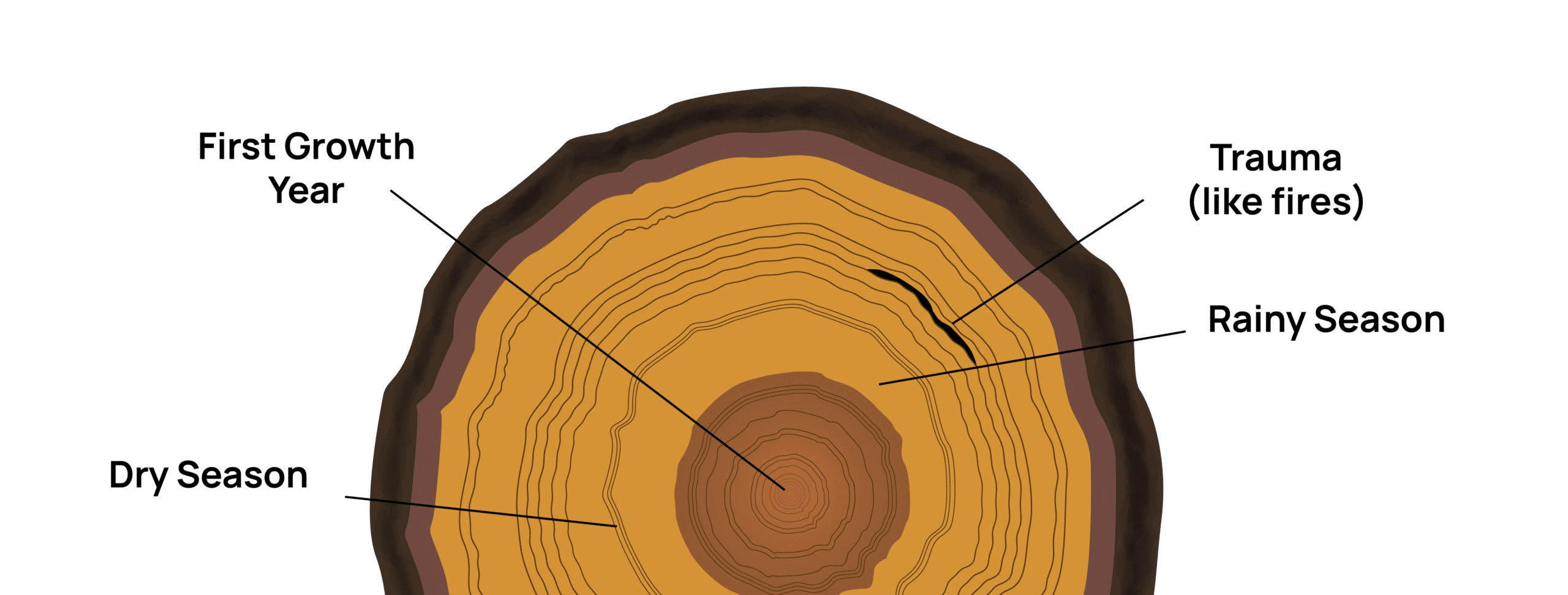 Dendochronology of a tree