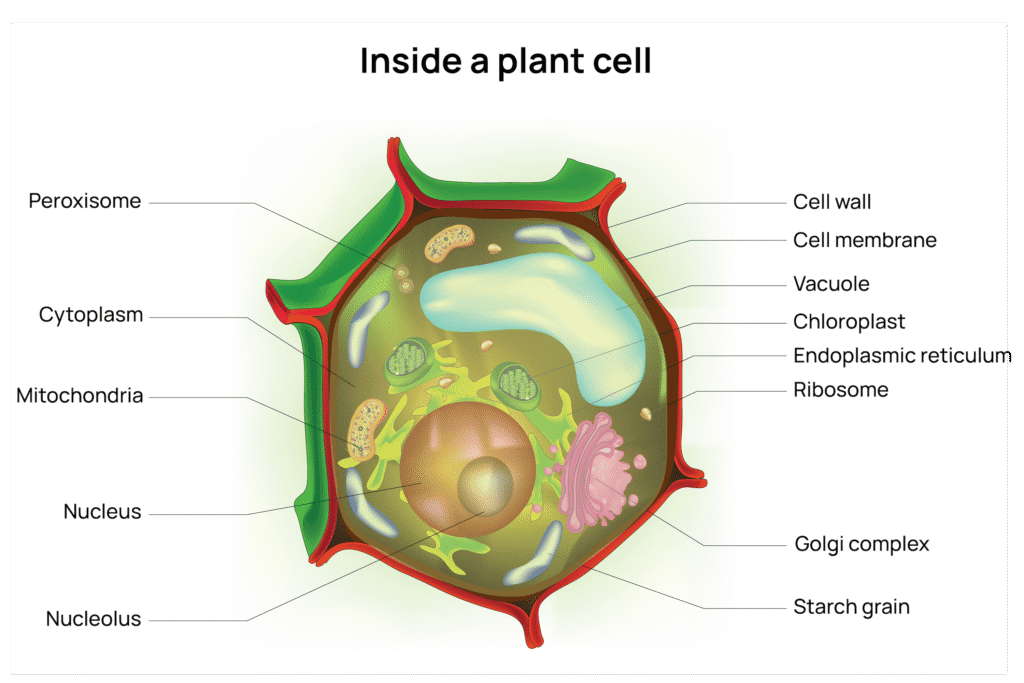Structure of a plant cell, showing an internal cut view within the cell walls.