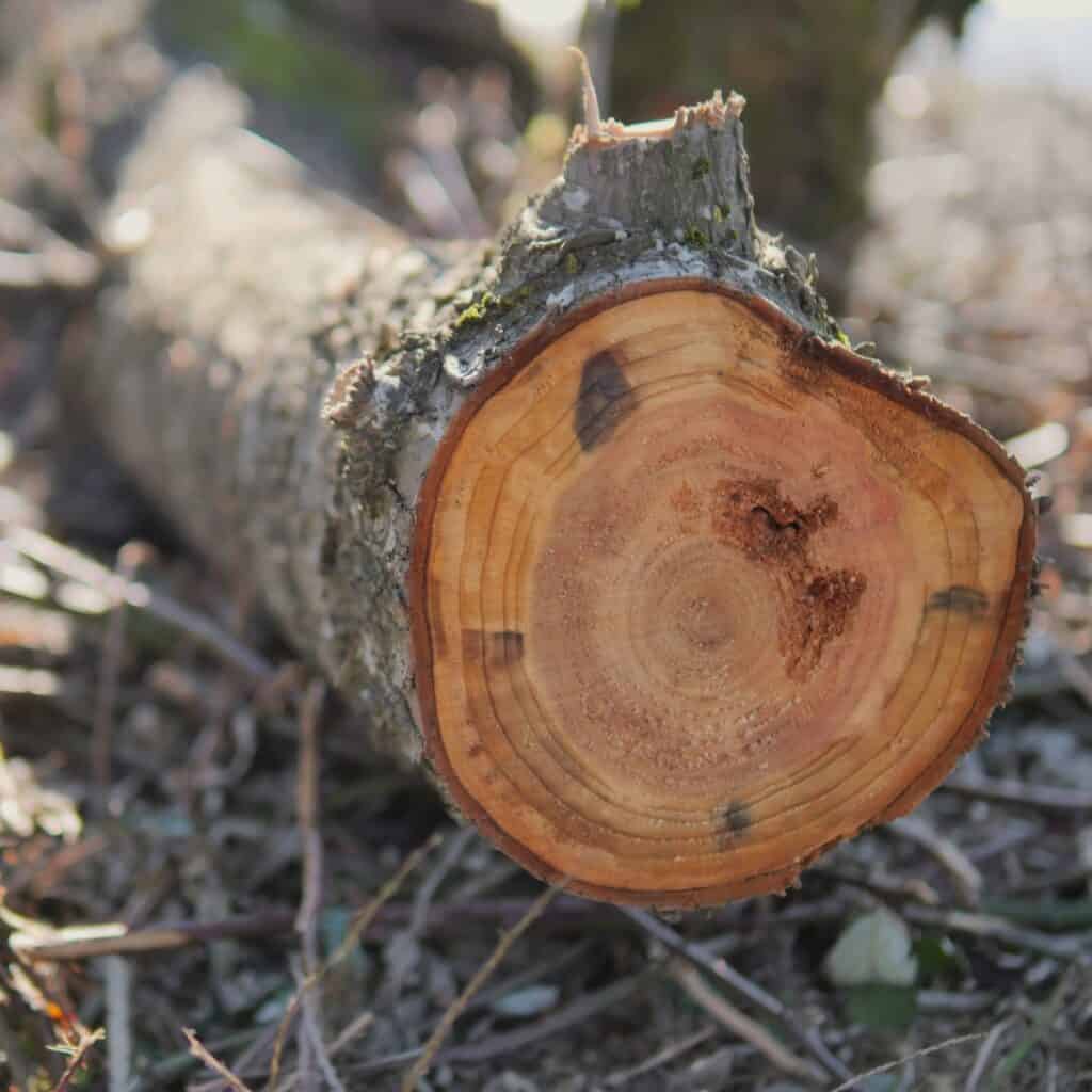 A felled tree showing its exposed trunk.