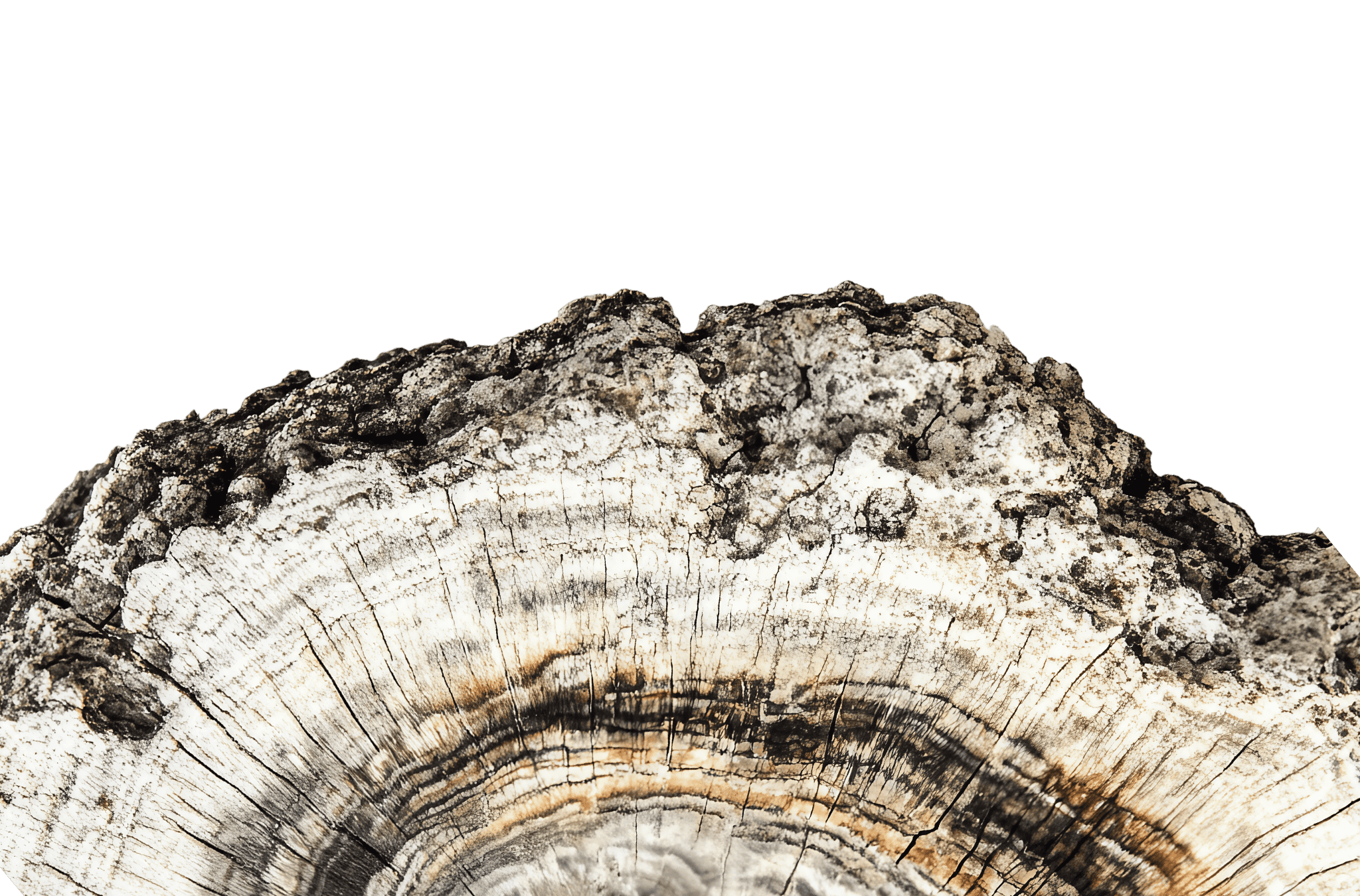 A half circle of cut wood
