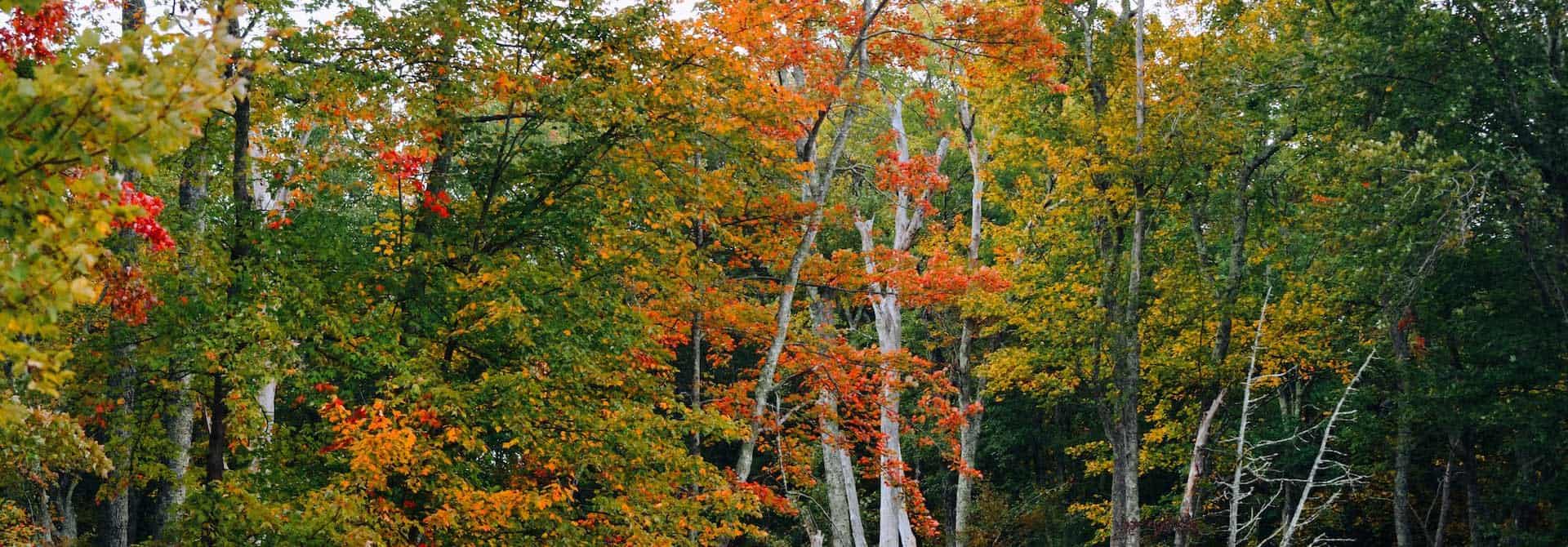 A colorful forest scene