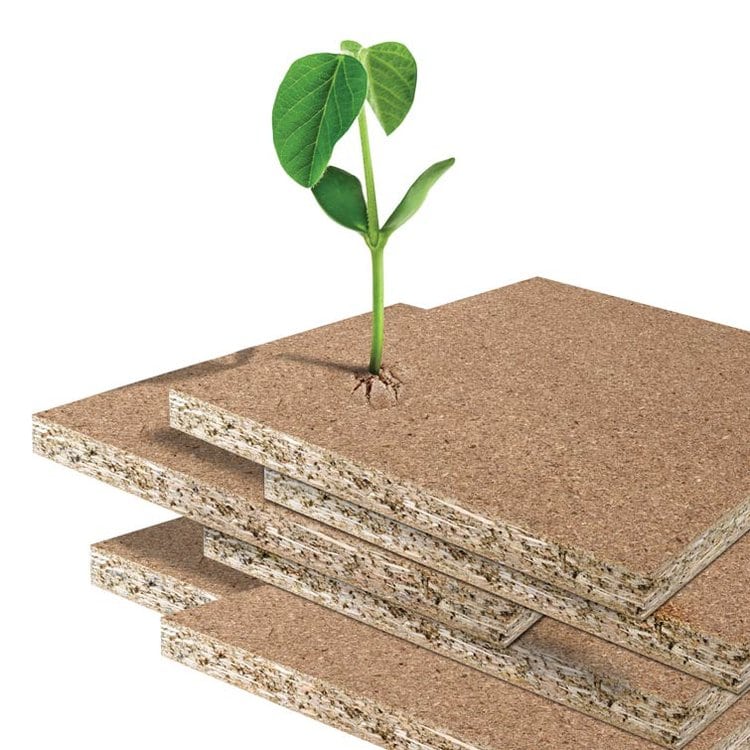sapling growing from particle board