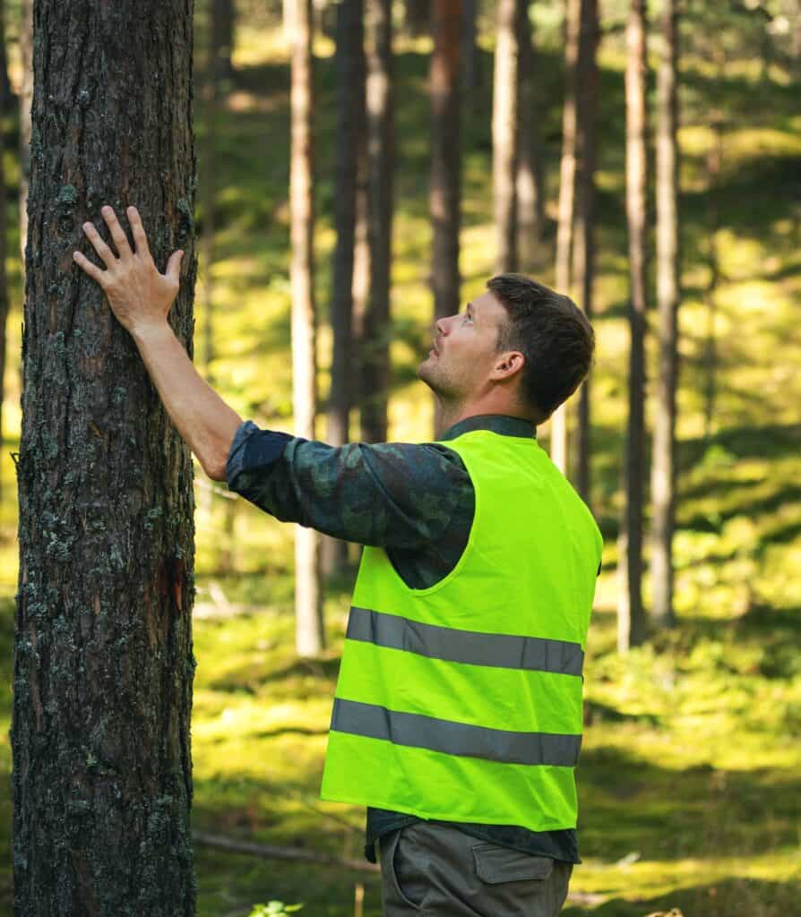 A forestry worker in a yellow vest touches the side of a tree in a wooded area.