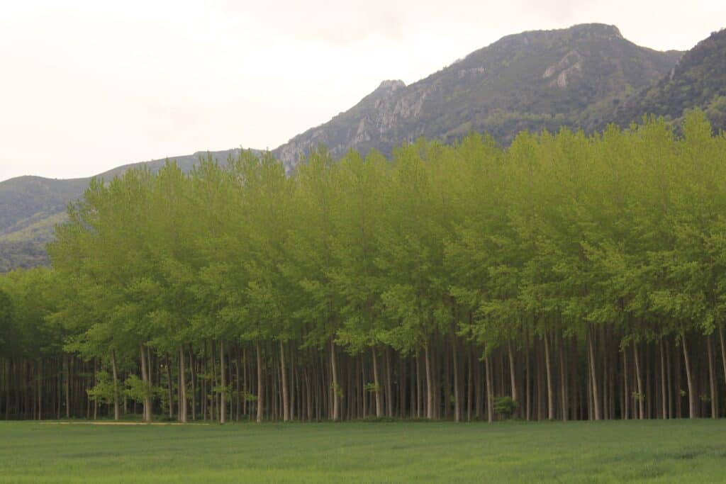 A Poplar Tree Farm on a mountainside