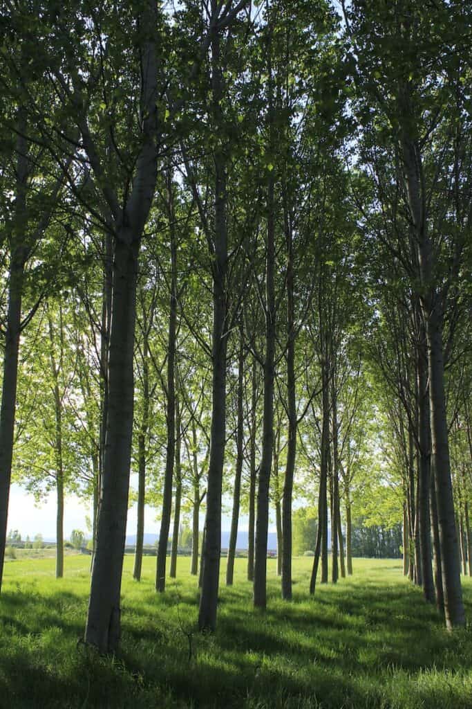Poplar plantation trees