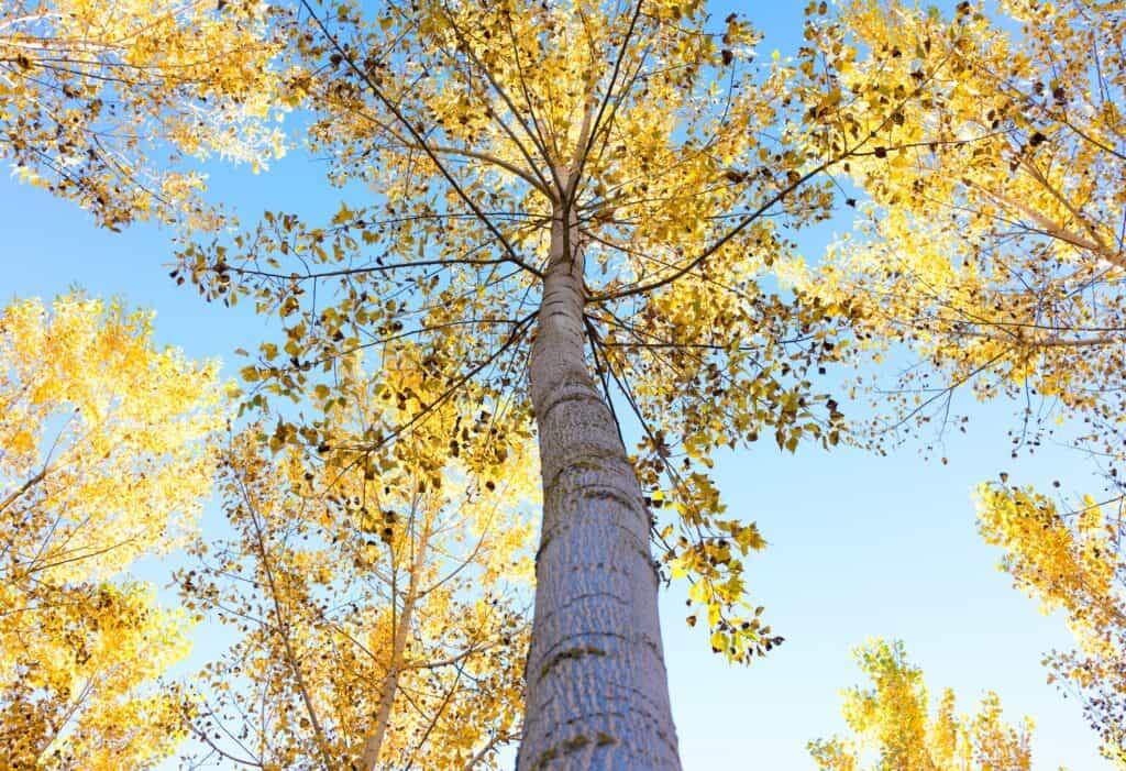 Ground to crown view of a poplar tree on a plantation