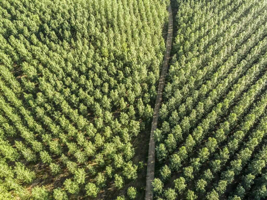 An aerial view of hundreds of poplar trees on a plantation with a road going through it