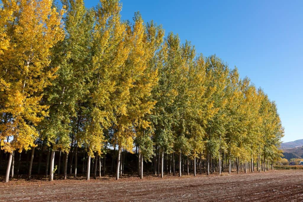 A poplar tree farm in neat rows