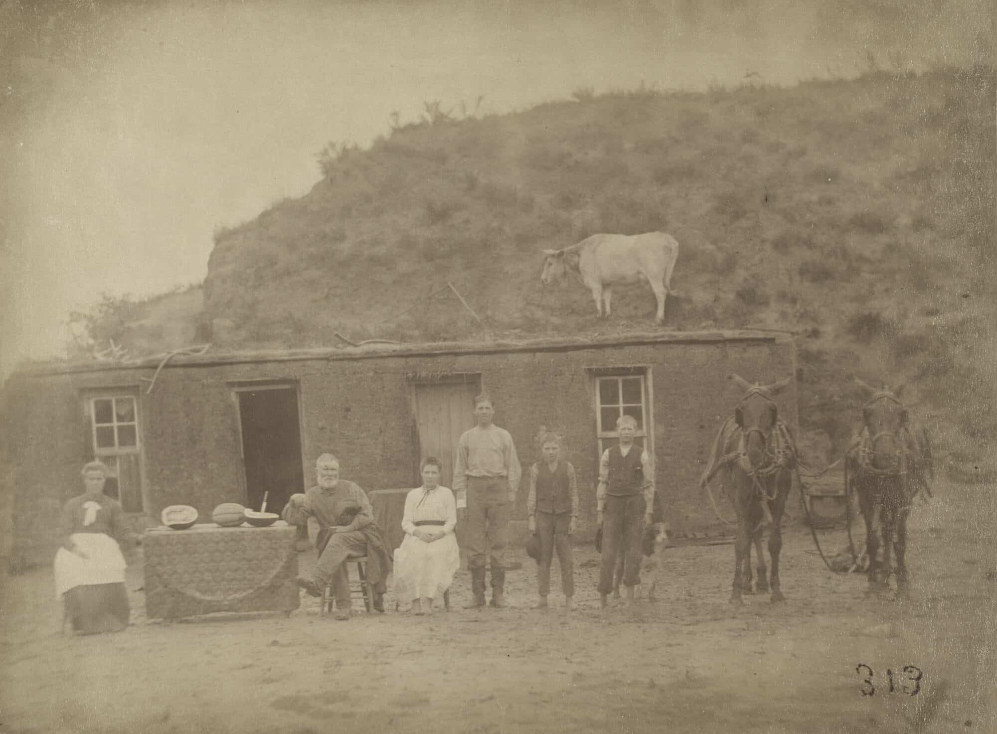 Sylvester Rawding family in front of their sod house, with a table, chairs, mules and a cow on the roof