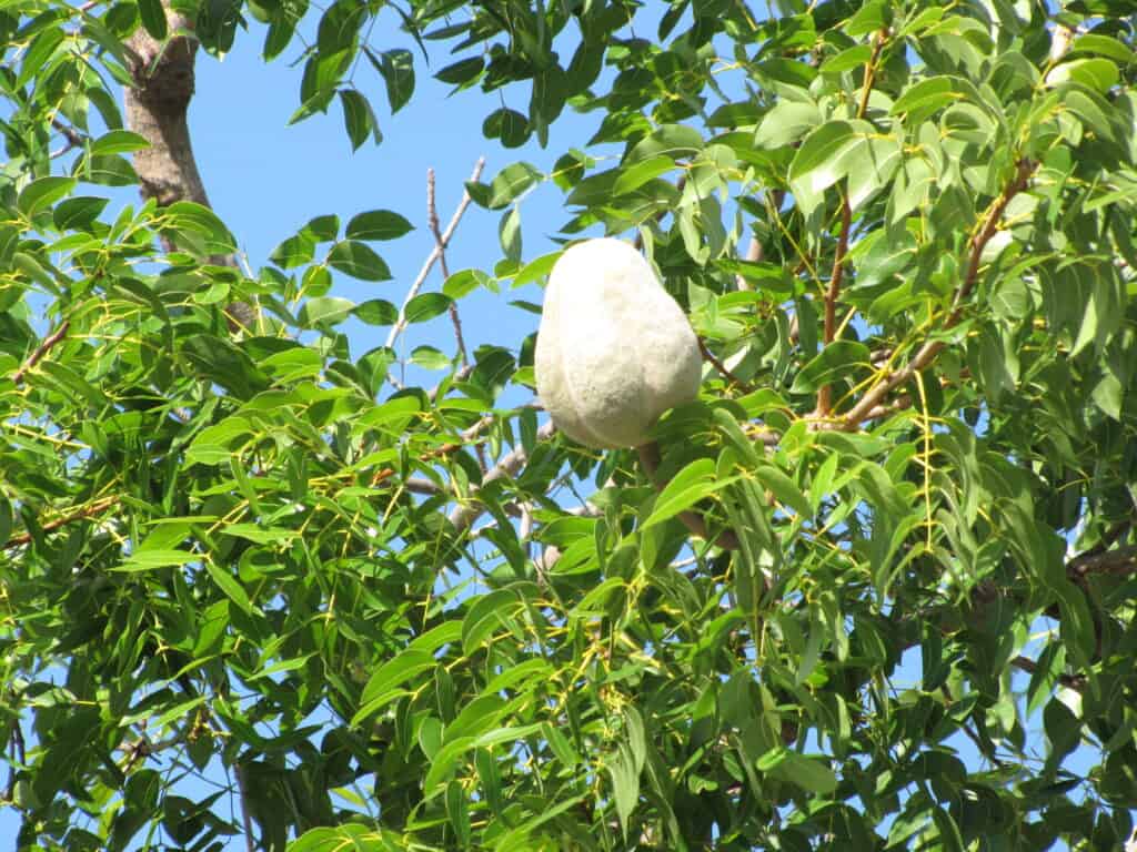 Pale woody seed capsule hanging among the green leaves of a West Indies mahogany tree