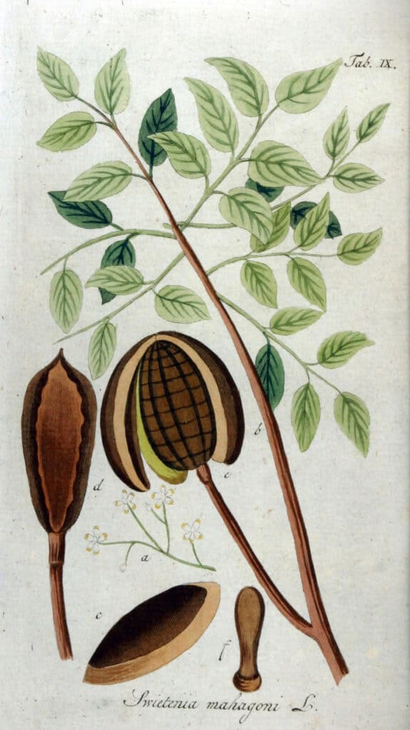 Hand-colored 1813 botanical illustration of West Indies mahogany, Swietenia mahagoni, showing compound leaves, woody seed capsules and winged seeds